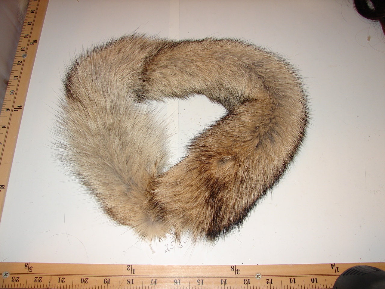 R34 Genuine COYOTE fur Ruff Trim for Hood 25.5 by SimplyFurs