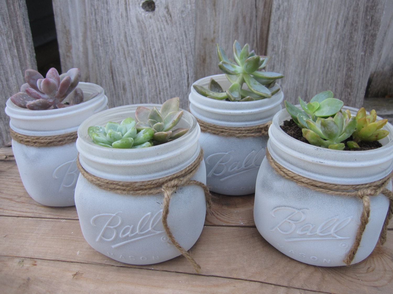 Large Succulent in White Painted Mason Jar by