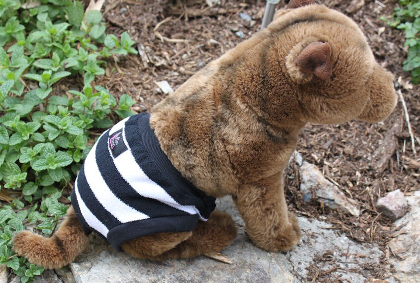 Diaper pants for dogs . Diaper cover