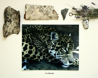... Leopard Fine Art Photography, Seattle, WA, Big Cat, Print, Leopard