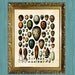 Egg Print Bird Art Print Kitchen Print 8 x 10 Natural History Print