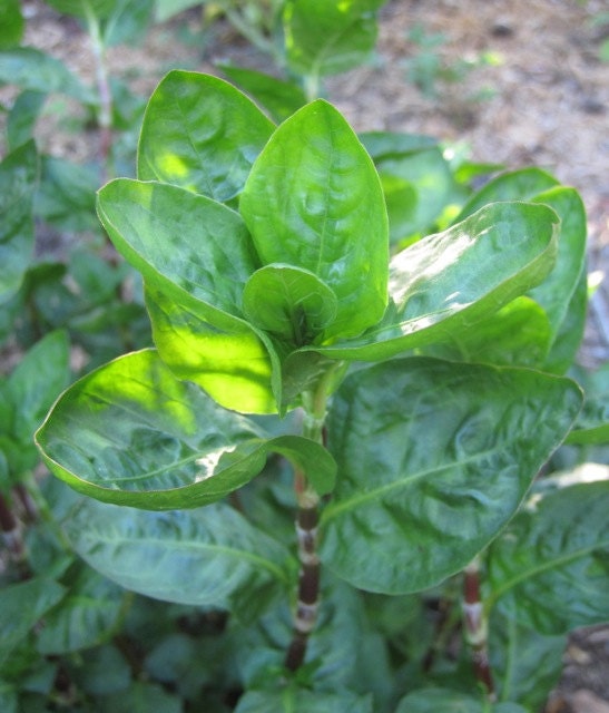 Japanese Indigo Seed Polygonum tinctorium 2017 Homegrown