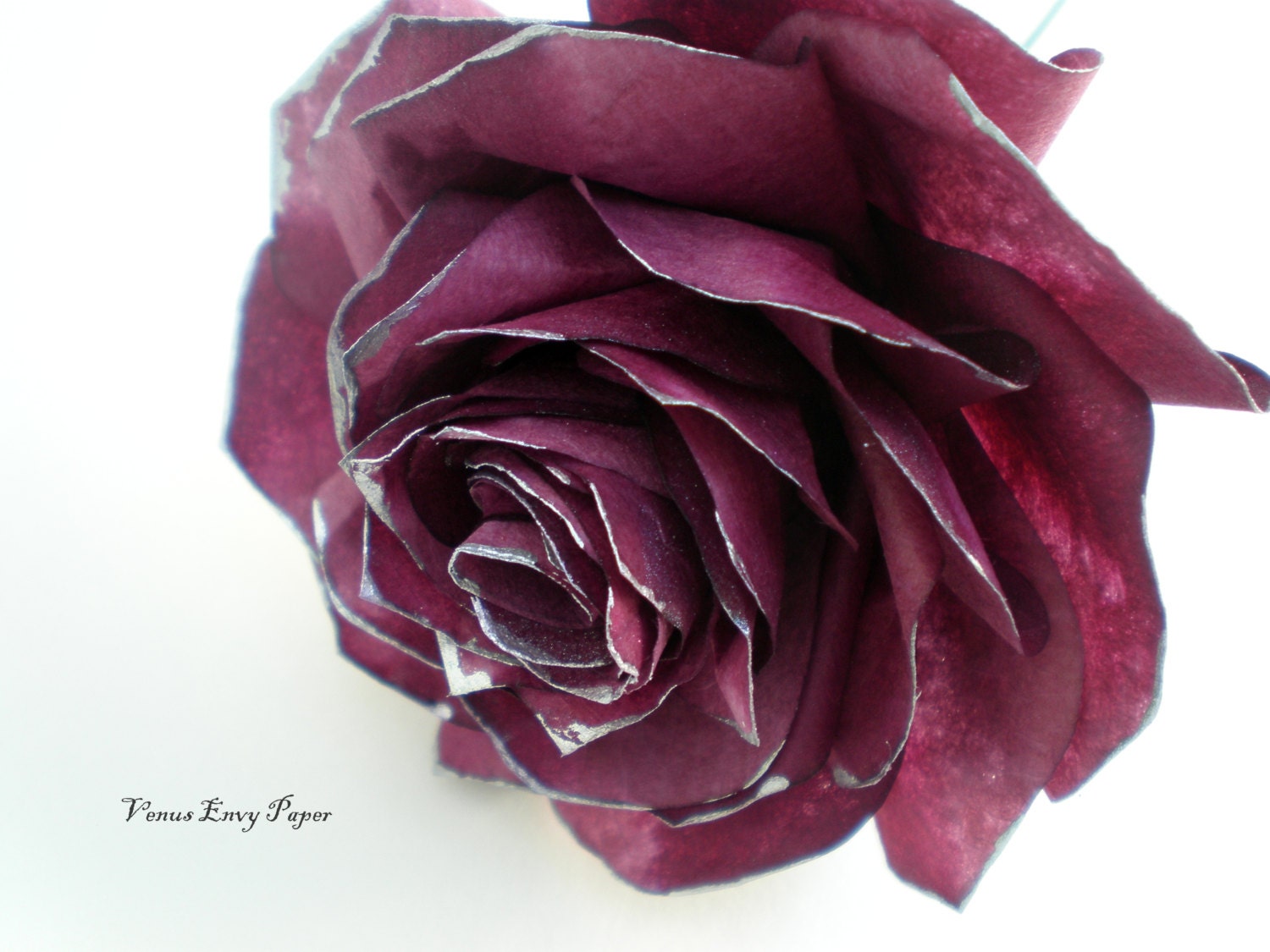 Single burgundy rose