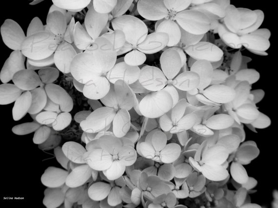 Beautiful Black & White Hydrangea Flower photo - 8 x 10 frame Print Art Photography petals floral