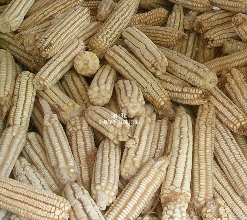 100 Hickory King White Corn Seeds 1800 Heirloom! Beautiful white