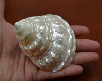 mother of PEARL pearlized ASTREA UNDOSA sea shell 3" - 4" #7044