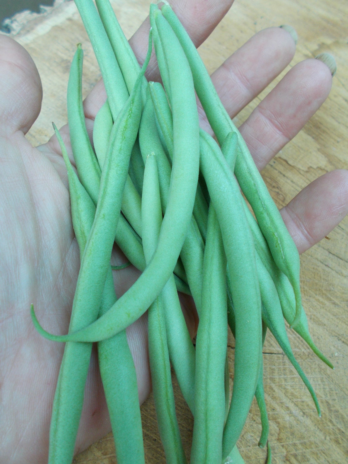 French Bean Seeds Haricot Verts Bean Seeds Yellow and Green