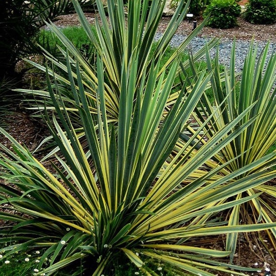 Yucca Bright Edge Plant Hardy Perennial Plant 4 Inch Pot Grown