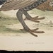 Antique Bird Print Engraving 1855 Beverly Morris British Game Birds Black Grouse