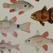 Vintage Print,Fishes illustration.Not a Copy.(1949).Bony Fishes. 64 years old print.10.5x 8,6 inches.Vintage fishes poster.Antique print.