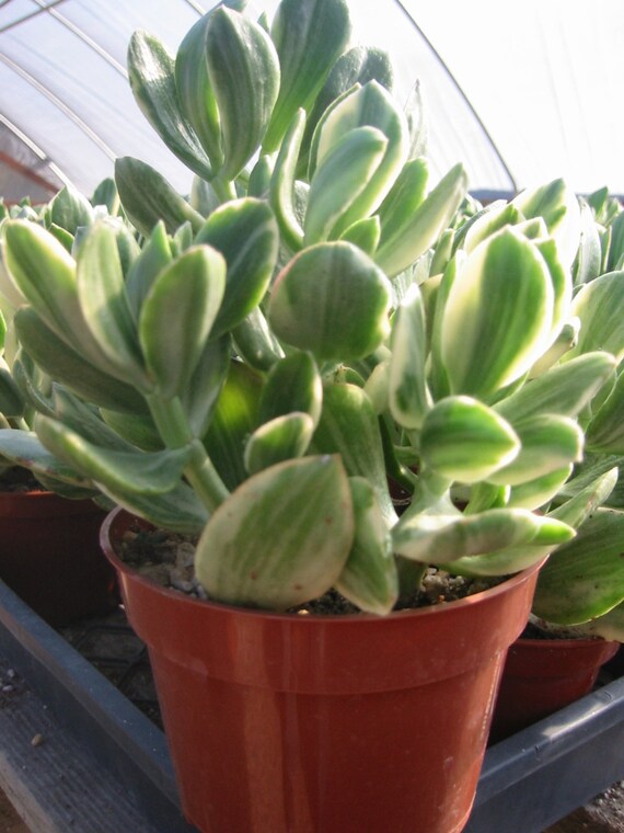 crassula variegated succulent plant from cactuslimon on crassula variegated succulent plant from cactuslimon on