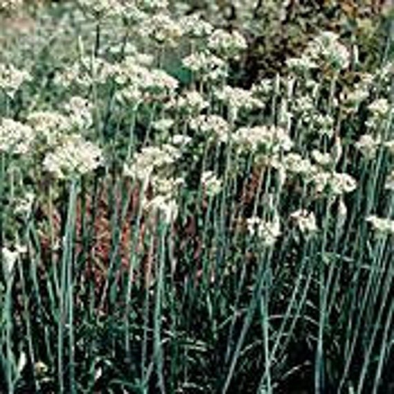 Garlic Chives Chinese Leeks Hardy Perennial 3 Pot