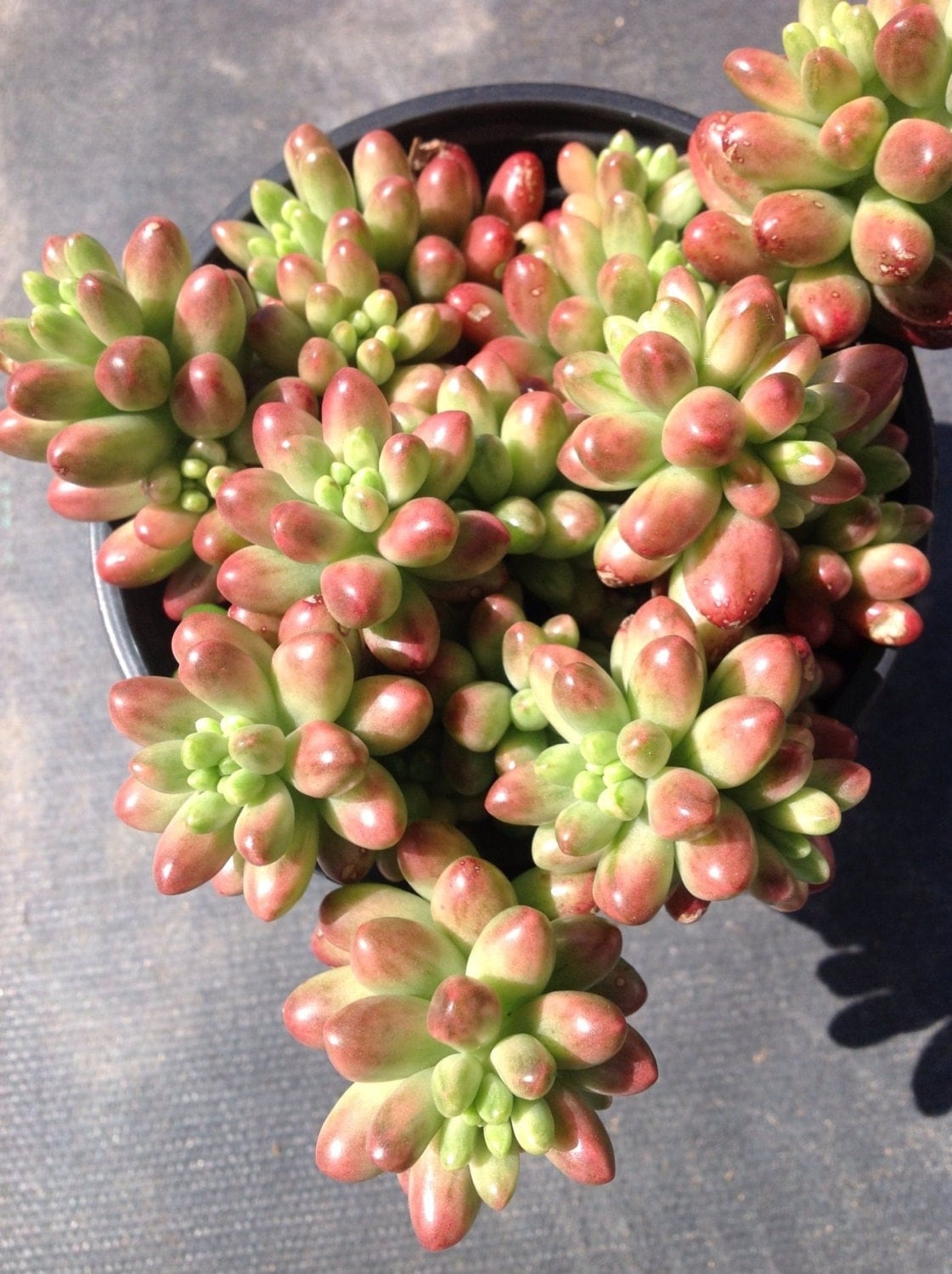 Sedum Aurora