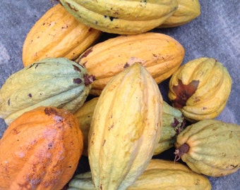 Organic Cacao Seeds - Chocolate Tree Theobroma Cacao Fresh Beans - Grow your Own Chocolate Plant Tree