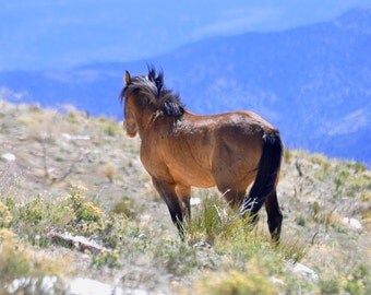 Wild Horse Fine Art, horse art, horse photography, wild horse, wild mustang