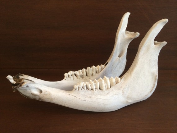 Cow Jaw full lower by PDXanimalproducts on Etsy