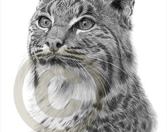 Bobcat pencil drawing print - A4 size - artwork signed by artist Gary Tymon - Ltd Ed 50 prints only - pencil portrait