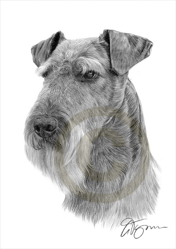 Dog Airedale Terrier pencil drawing print A4 size artwork