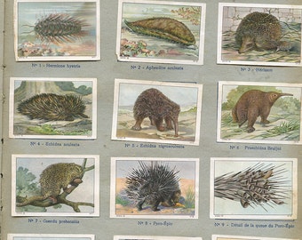 French "Animaux a Toison Epineuse" Porcupine Hedgehog Stickers Page from Children's Book 1930s Stamps Labels "Prickley Animals" s16
