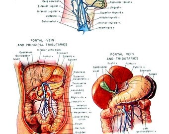 Human Veins - Human Anatomy Chart - 1949 Vintage Book Page