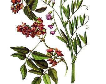 Groundnut, Vetchling - Botanical Print - 1954 Vintage Book Page - 11 x 8