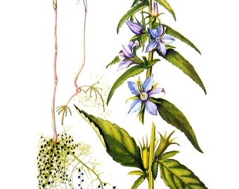 Tall Bladderwort, Purple Bladderwort, Tall Bellflower - Botanical Print - 1954 Vintage Book Page - 11 x 8