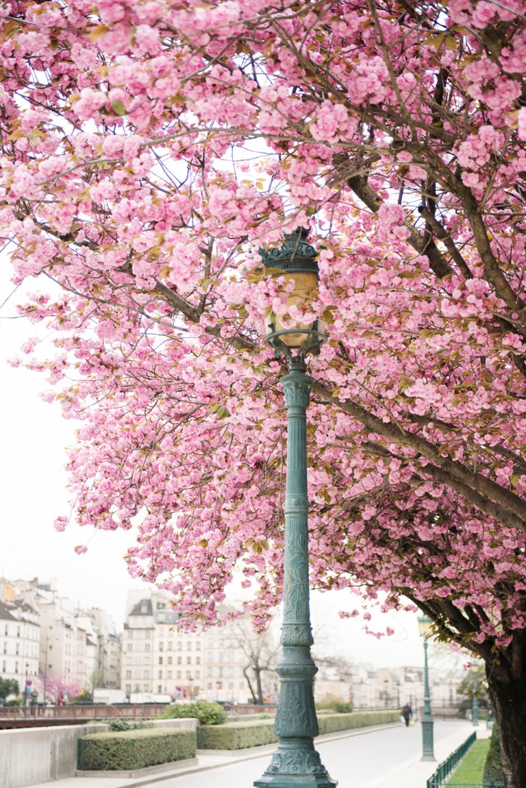 Paris Photography April in Paris Cherry Blossoms at Notre