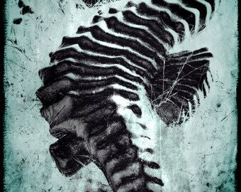Sea Horse Photograph Black Gray Teal Wall Art Ocean Life Seahorse Print 8x12