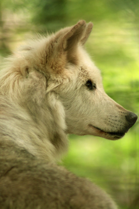 arctic wolf stock
