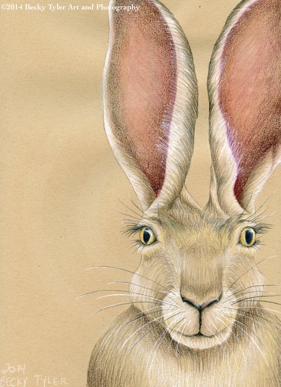 Jack Rabbit Original Drawing by BeckyTylerArt on Etsy