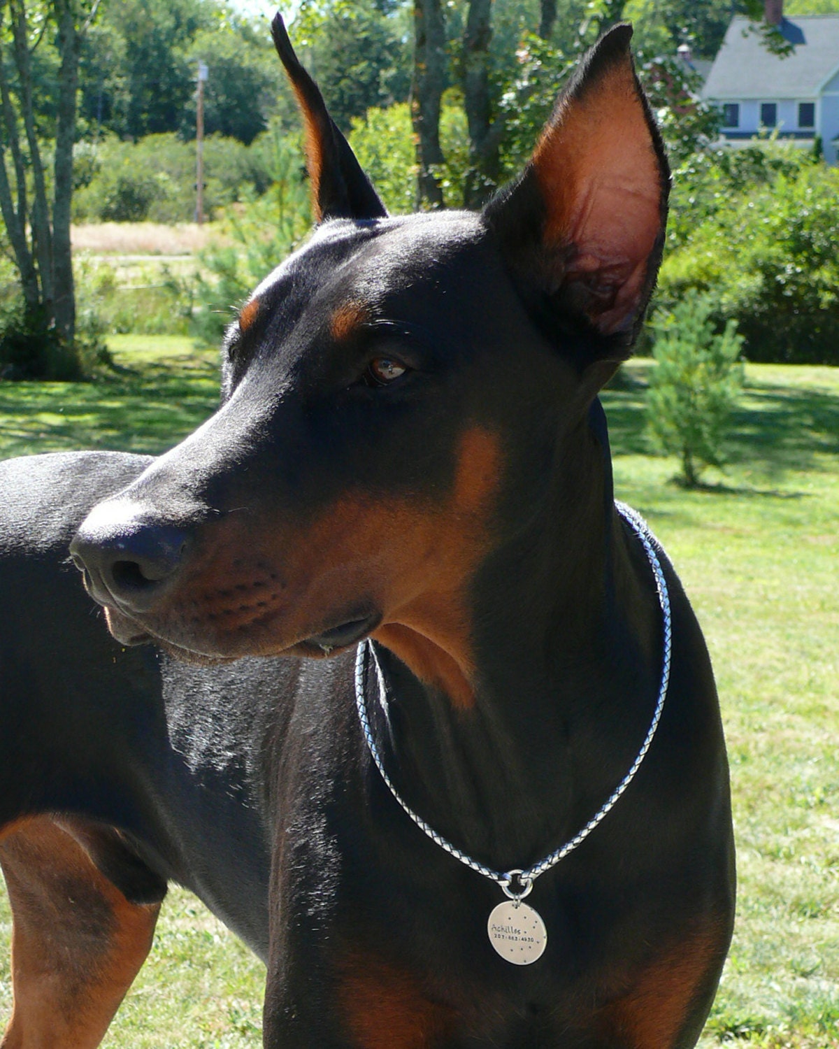 Custom Kangaroo Leather Dog Tag Collar Custom made just for