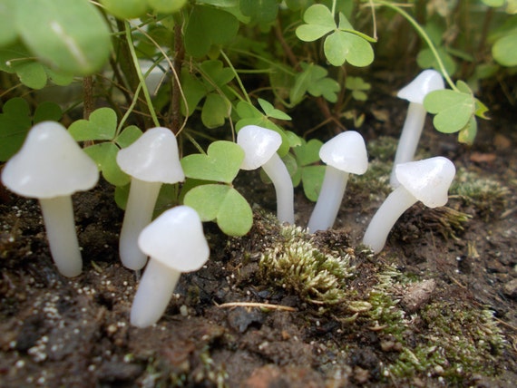 590 New fairy light terrarium 369 Translucent Mushrooms Fairy Garden Terrarium by FairyElements 