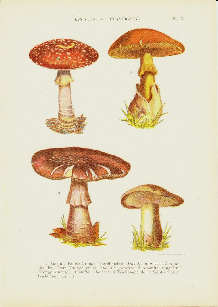 Vintage Mushrooms 95