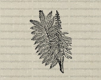 Flower Leaves Vector Clipart Instan t Download, Tephrosia Virginia 