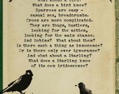 WHAT A BIRD KNOWS ~ Fine Art Giclée Print.