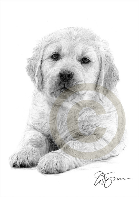 Dog Golden Retriever Puppy pencil drawing print A4 size