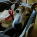 Delphine