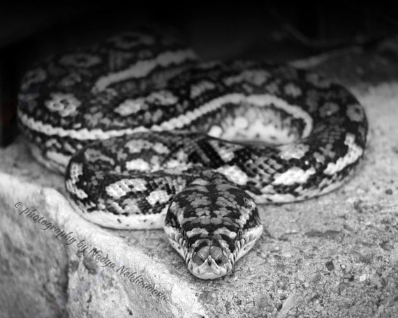 Python black and white snake photo 8x10 inches 20x25cm