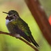 Bird Photos Ruby Throat Hummingbird photography print nature photo wall art bird lover gift green orange brown home decor Fine Art Photos