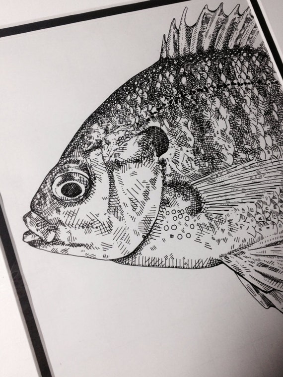 Items similar to Original Pen and Ink Bluegill Drawing 9