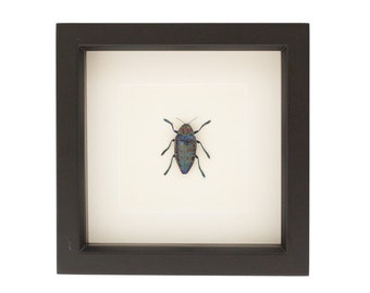 Real Framed Beetle Madagascar Polybothris sumptuosa species