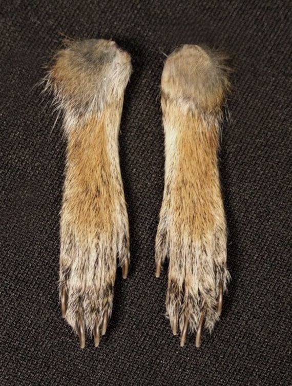 SQUIRREL FEET cinnamon fur real animal paws for by ChimeraCurio