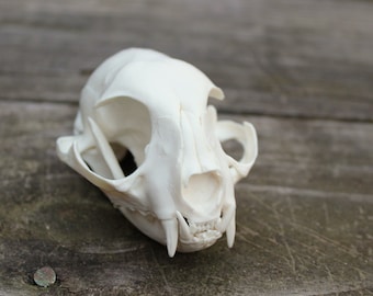 handmade replica domestic cat skull