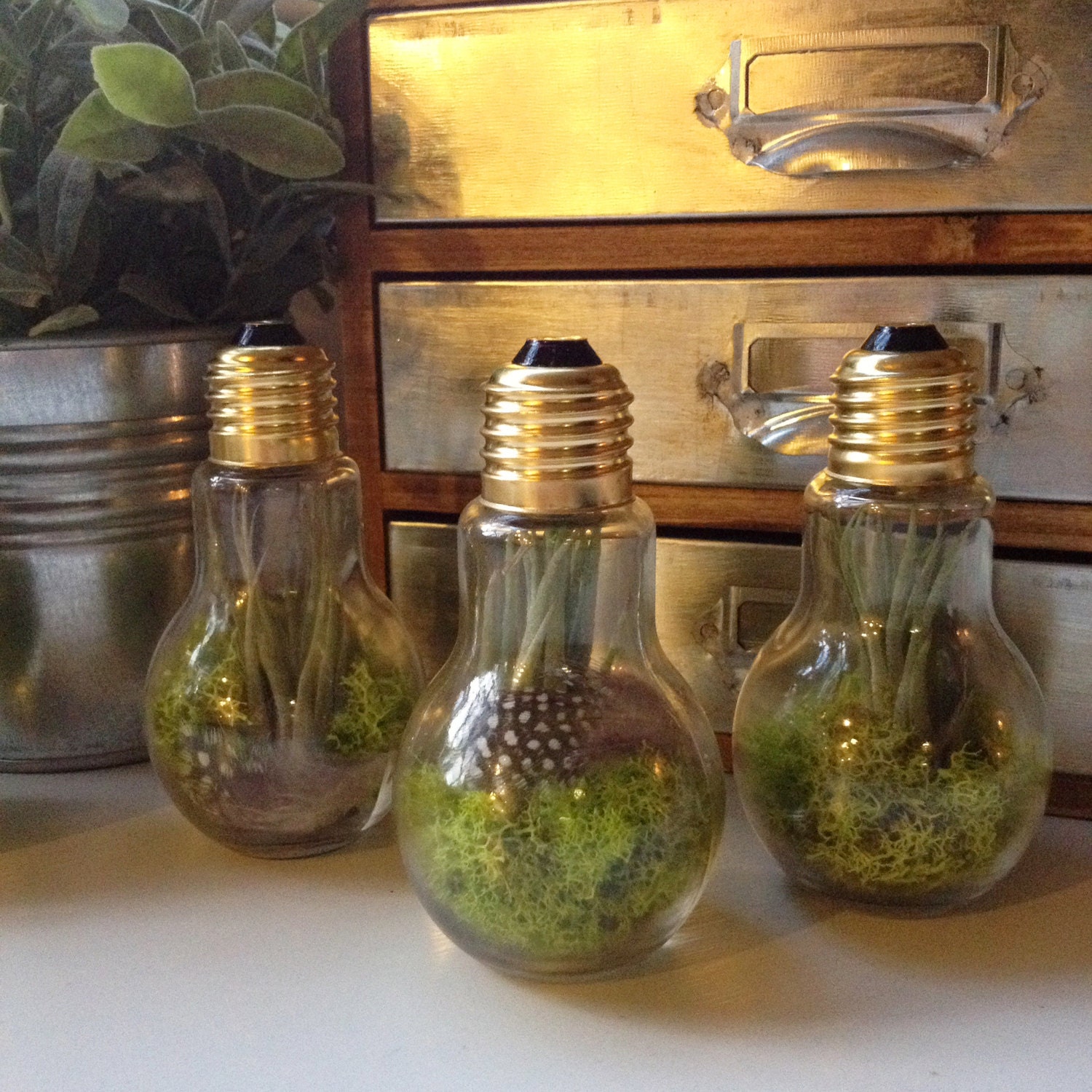 Air plant Terrarium 3 Light bulb Terrarium Air Plant