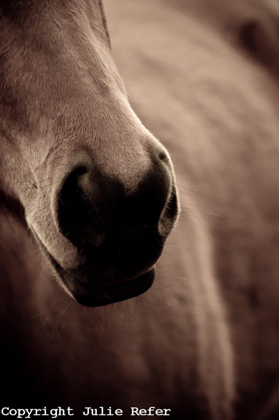 SALE Horse Photography Horse Art