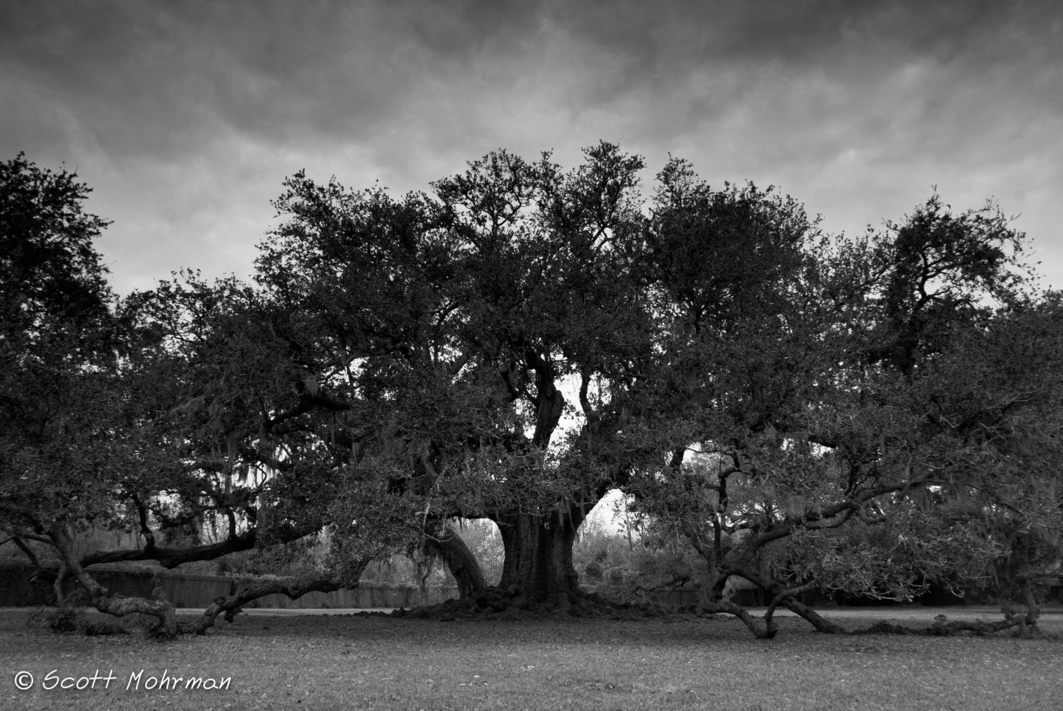 New Orleans Photography Tree of Life Audubon Park Black and