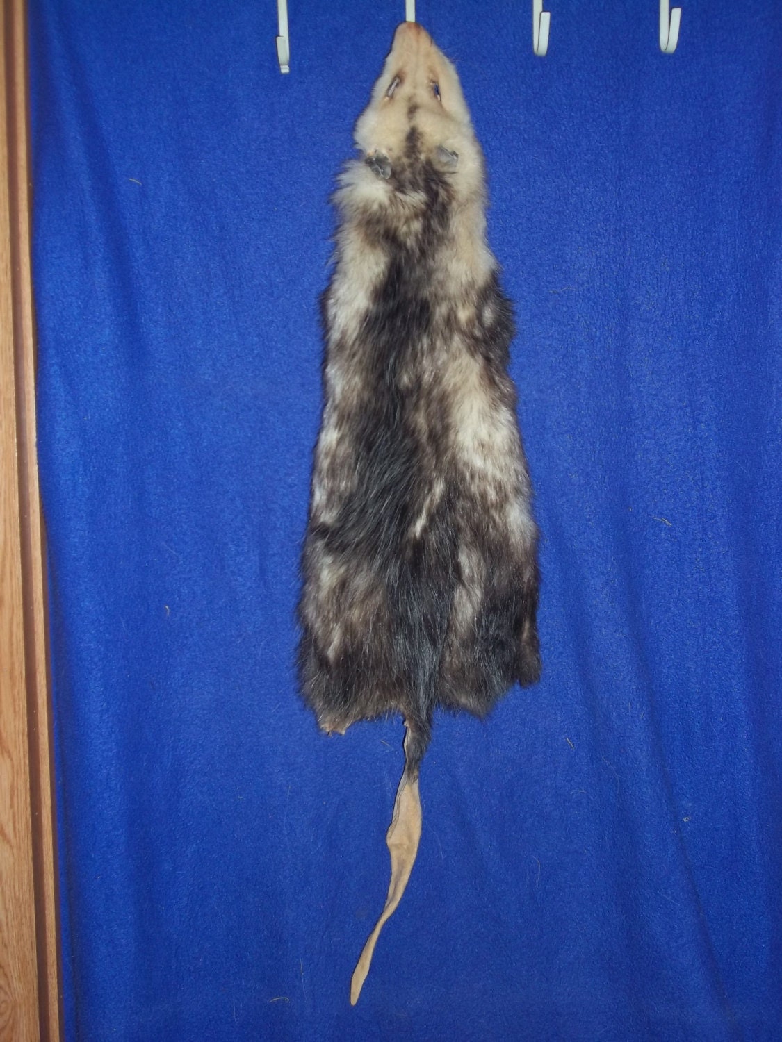 real stuffed opossum