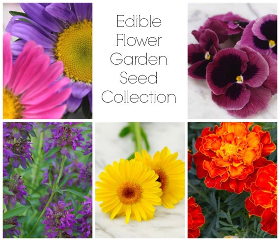 The Edible Flower Garden Seed Collection - Fresh Eggs Daily Chicken Keepers Heirloom Seeds