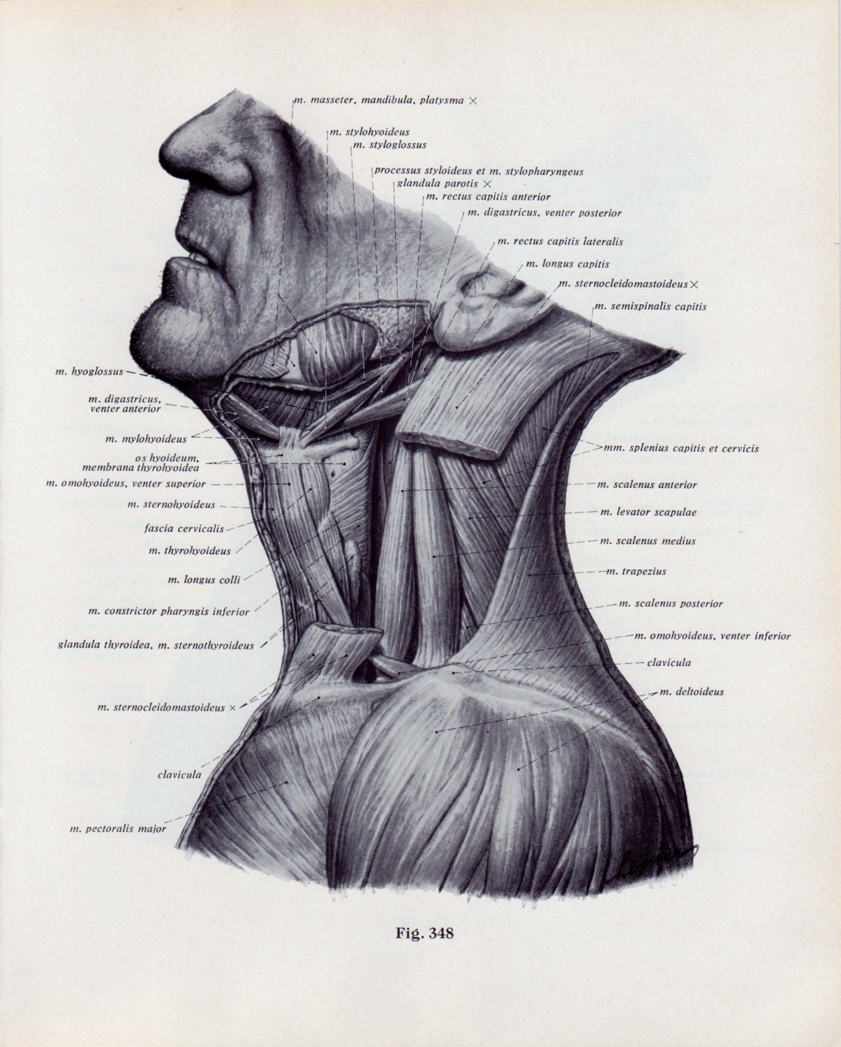 Vintage Medical Page Human Body Diagram Head Face Neck Muscles