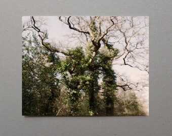 Forest Trees, Forest Photography, Woodland Photography, Ivy, Tall Trees, Forest Decor, Enchanted Forest Art, Nature Gifts, Wall Decor Home